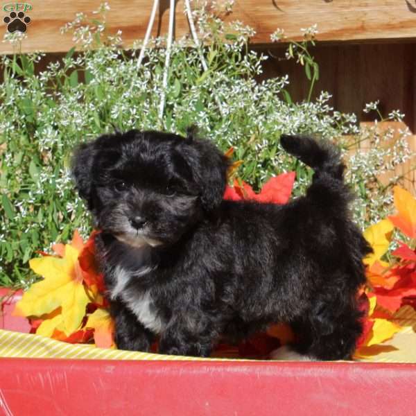 Rhoda, Maltipoo Puppy